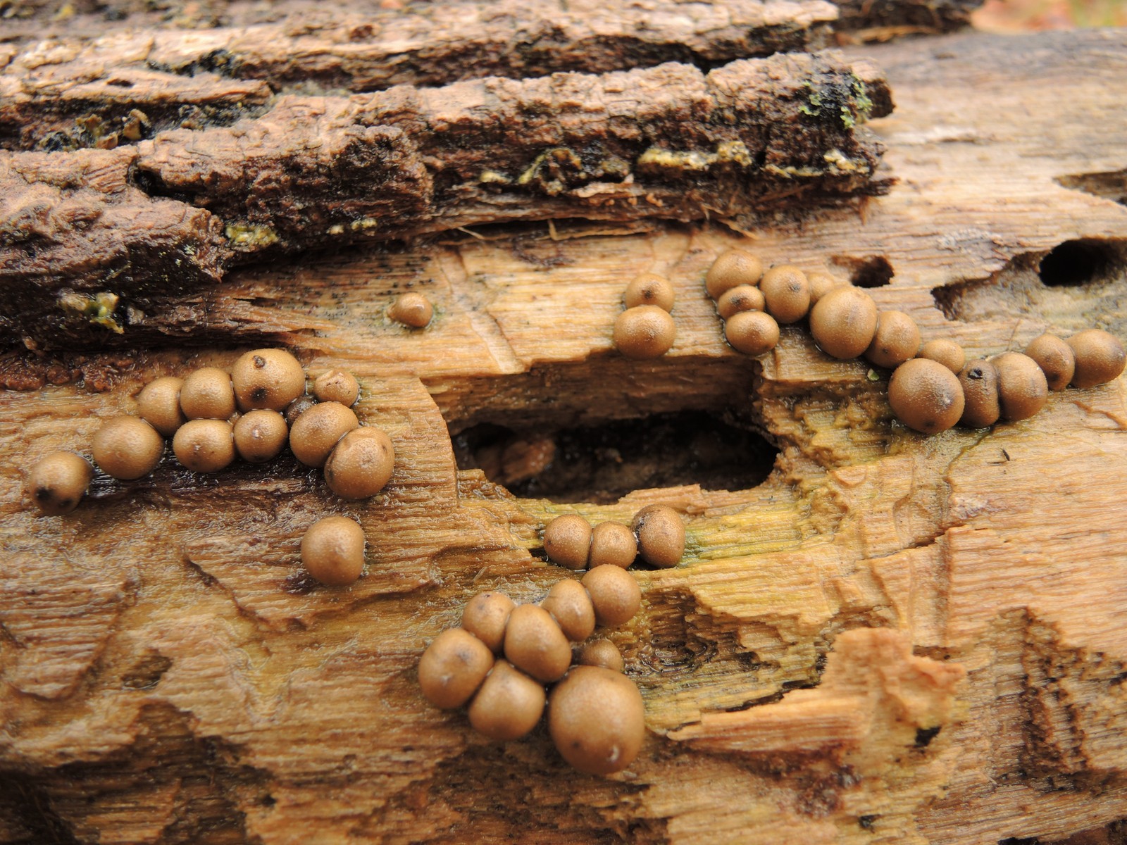 201310191324034 Wolf's Milk slime mold (Lycogala epidendrum) - Manitoulin Island, ON.JPG