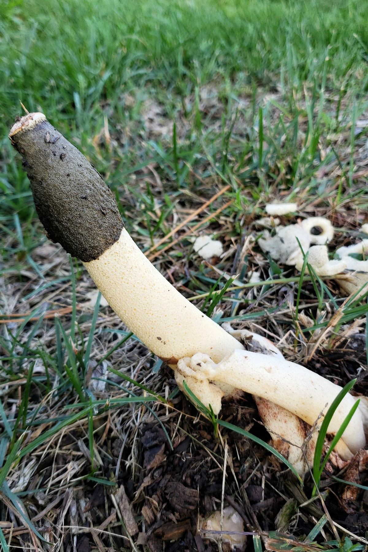 201909301822004 Ravenel's Stinkhorn (Phallus ravenelii) - Rochester, Oakland Co, Michigan.jpg