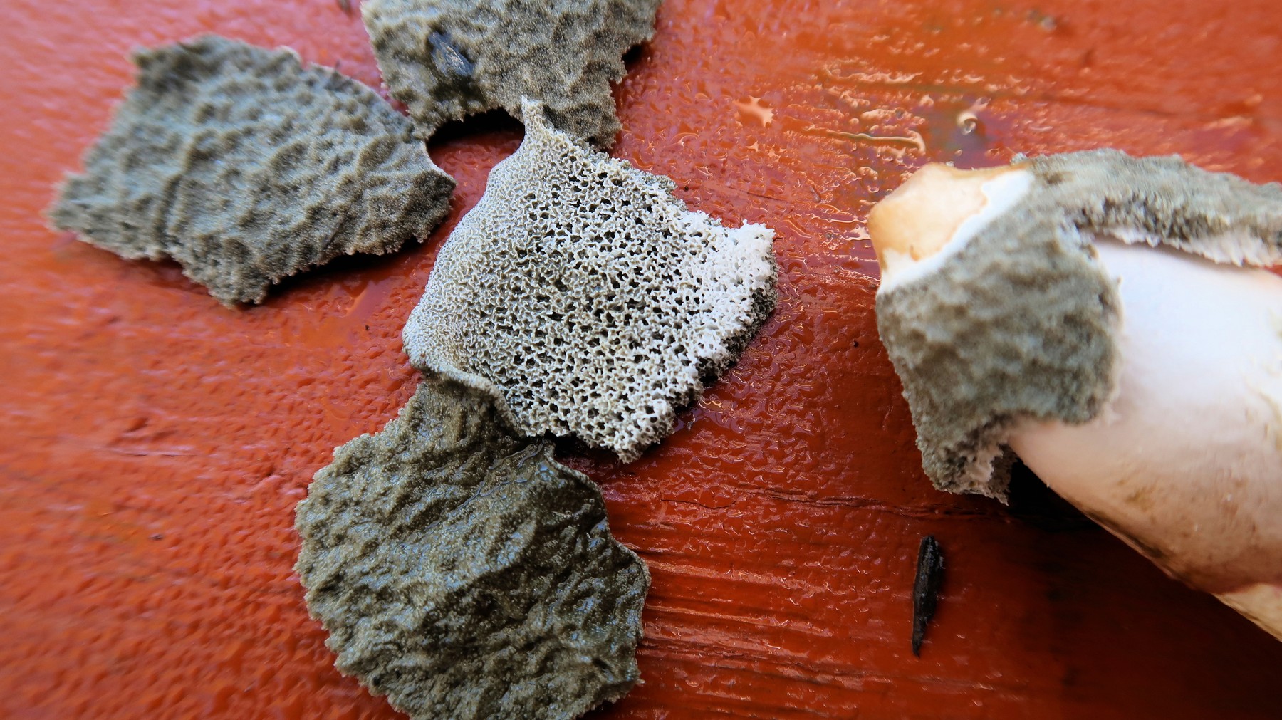 201910281120020 Ravenel's Stinkhorn (Phallus ravenelii) - Rochester, Oakland Co, MI.JPG