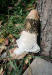 200609001 Veiled Stinkhorn (Dictyophora duplicata) G Russell - Sudbury District, ON.jpg