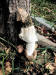 200609002 Veiled Stinkhorn (Dictyophora duplicata) G Russell - Sudbury District, ON.jpg