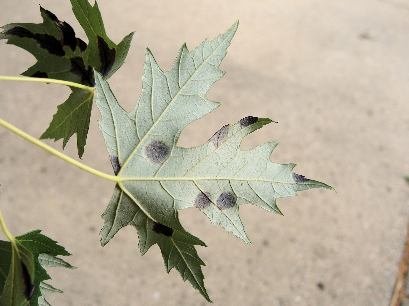 201409011643002 Tar Spot Disease (Rhytisma) fungi on Silver Maple (Acer saccharinum) - Oakland Co.JPG