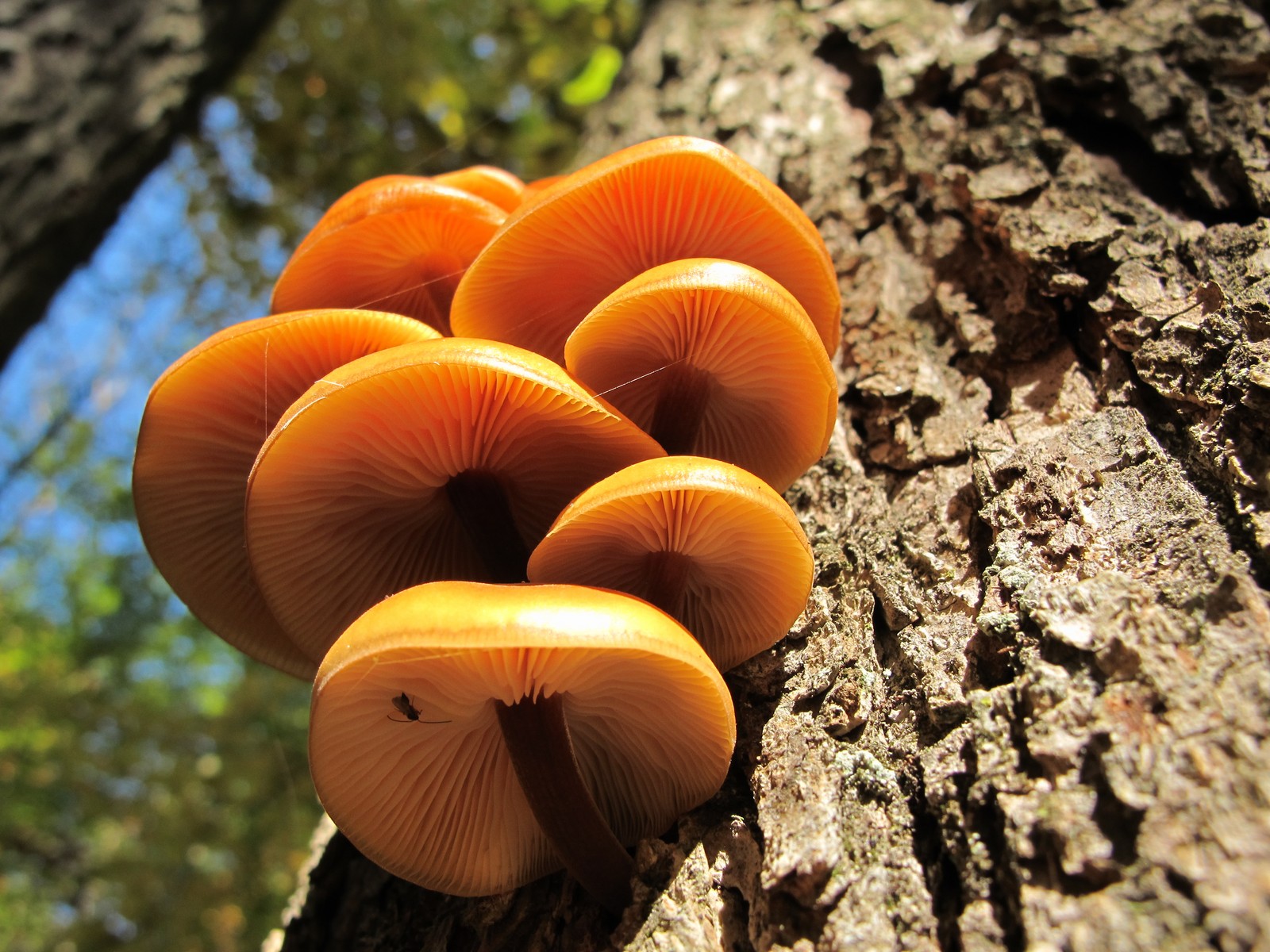 201110091146007  Velvet Foot (Flammulina velutipes) orange mushroom on a hardwood tree - Bald Mountain RA, Oakland Co, MI.JPG