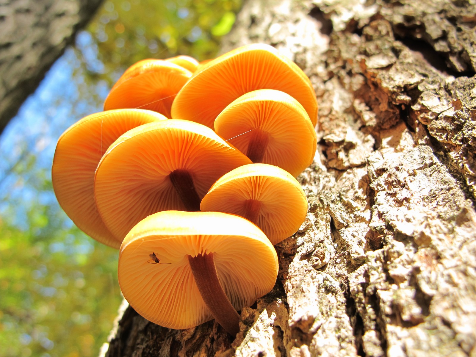 201110091146009  Velvet Foot (Flammulina velutipes) orange mushroom on a hardwood tree - Bald Mountain RA, Oakland Co, MI.JPG