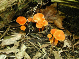 200308061199 Orange gill fungus - Bob's Lot.jpg