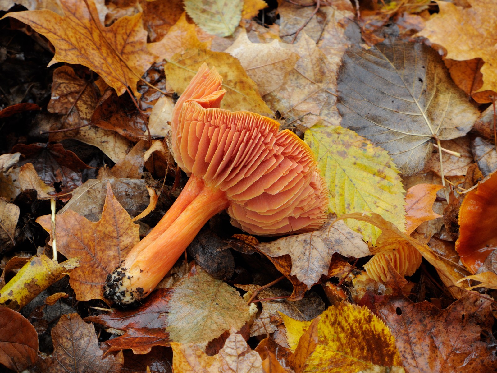 201310171027020 Vermillion Waxcap (Hygrocybe miniata) orange mushroom - Manitoulin Island, ON.JPG