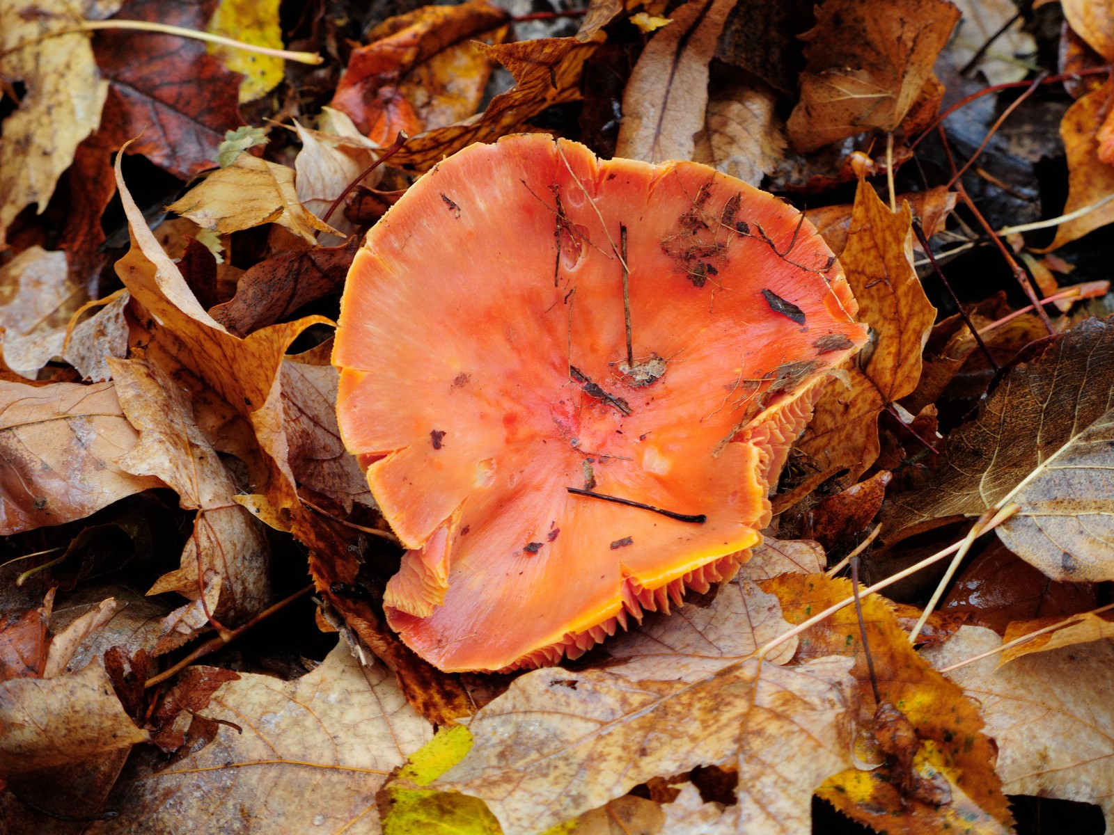 201310171028022 Vermillion Waxcap (Hygrocybe miniata) orange mushroom - Manitoulin Island, ON.JPG