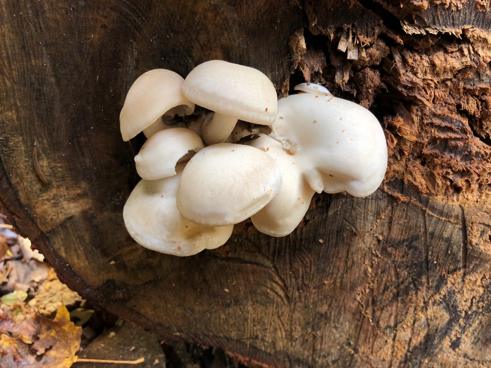 201810111307007 (Hypsizygus tessulatus) Mushroom on Basswood Tree - Manitoulin Island.jpg