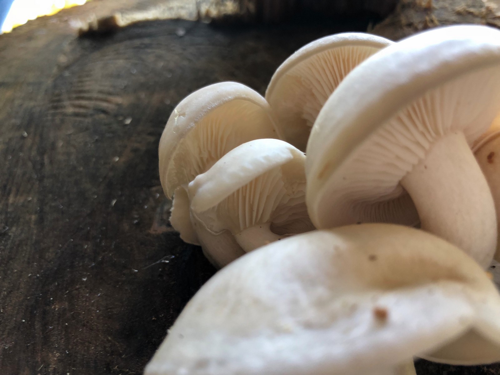 201810111307008 (Hypsizygus tessulatus) Mushroom on Basswood Tree - Manitoulin Island.jpg