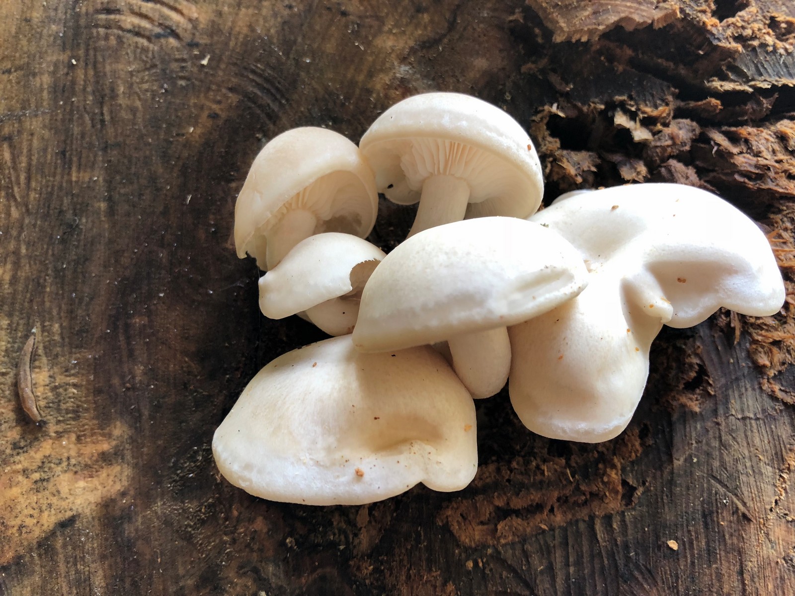 201810111307009 (Hypsizygus tessulatus) Mushroom on Basswood Tree - Manitoulin Island.jpg