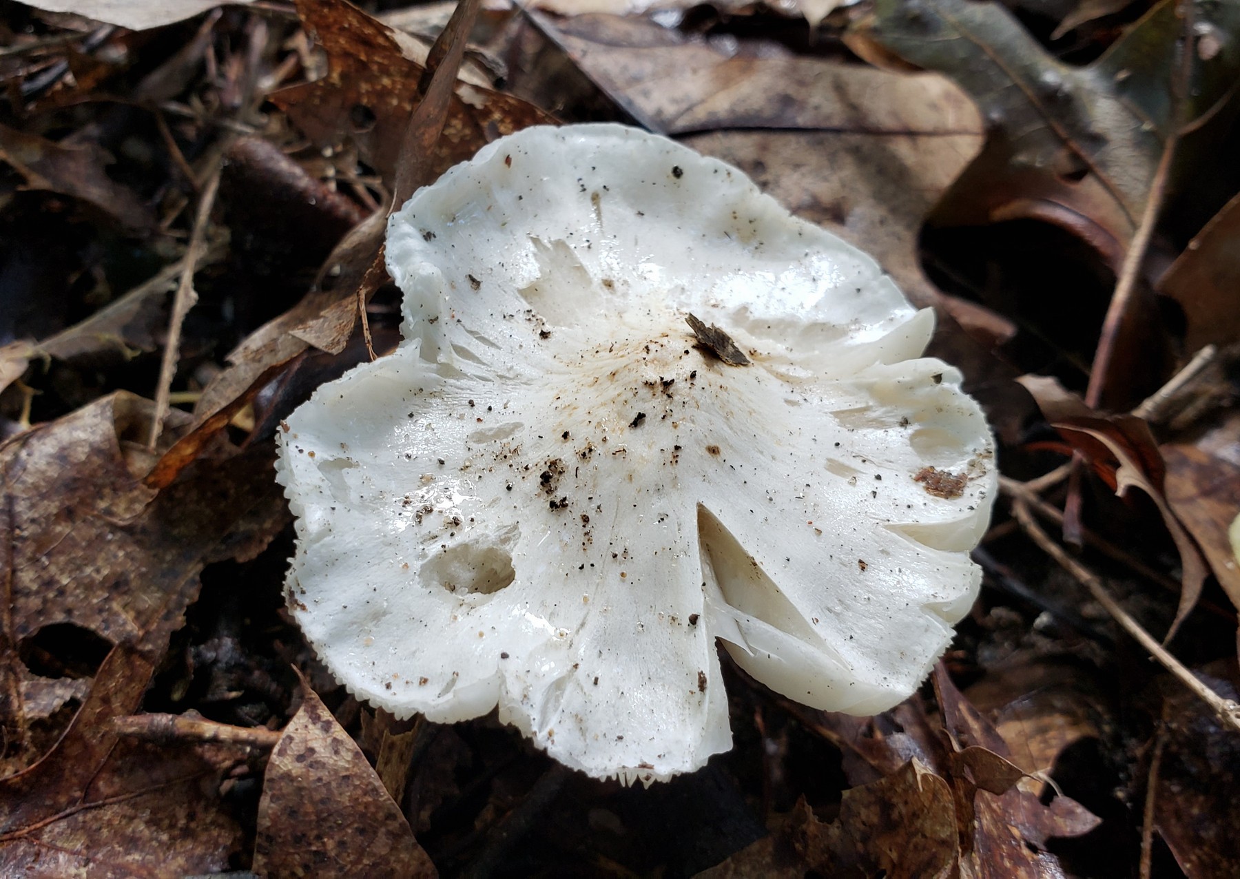 202010051302001 white gilled mushroom (Inocybe) - Oakland Co,MI.jpg