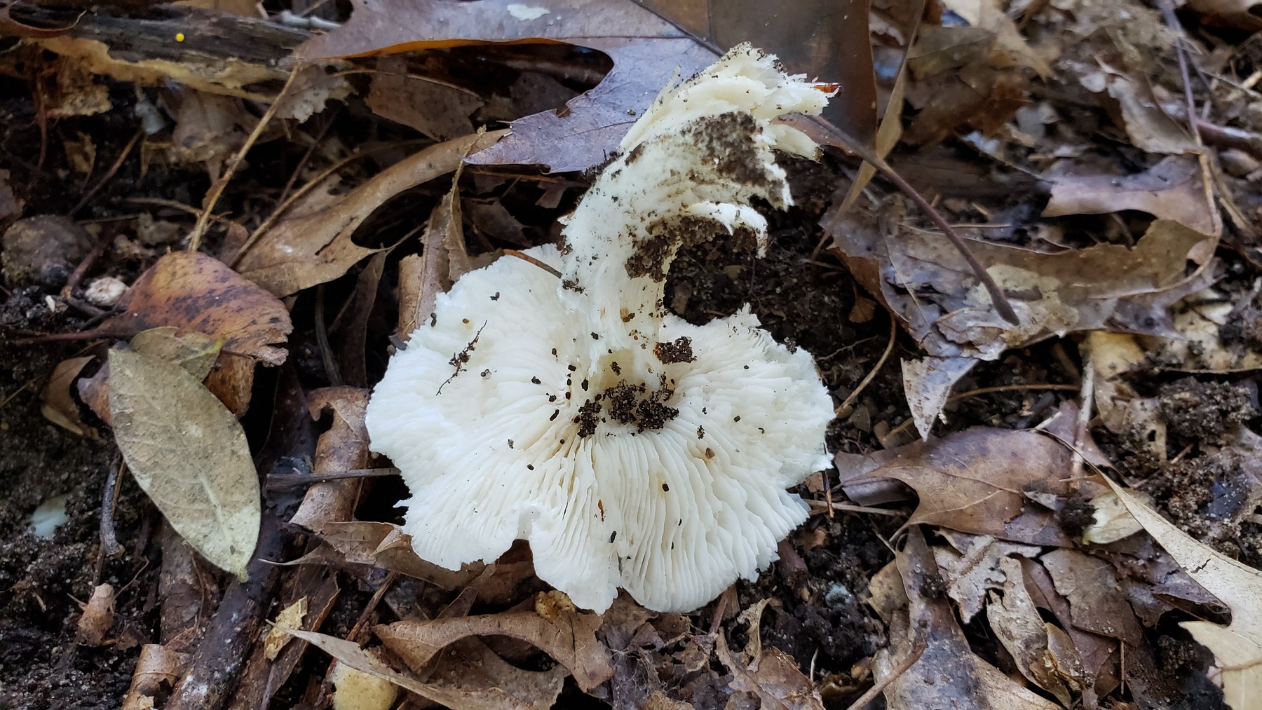 202010051303004 white gilled mushroom (Inocybe) - Oakland Co,MI.jpg