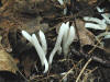 200109273221 Worm-Like Coral (Clavaria rosea) Fungus - Manitoulin Island.jpg