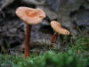 200408011953 Orange Gill Mushrooms (Xeromphalina campanella) - Bob's Lot - Manitoulin.JPG