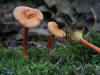 200408011959 Orange Gill Mushrooms (Xeromphalina campanella) - Bob's Lot - Manitoulin.JPG