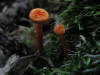 200408011962 Orange Gill Mushrooms (Xeromphalina campanella) - Bob's Lot - Manitoulin.JPG