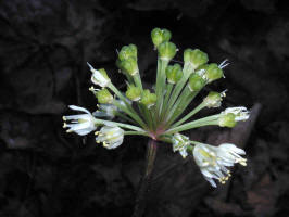 Wild Leek/200007270803 Wild Leek (Allium tricoccum).jpg