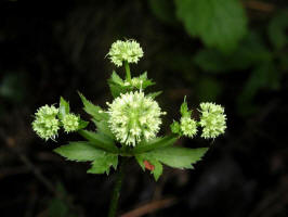 Black Snakeroot/200206151064 Black Snakeroot (Sanicula marilandica) - RRRA, Ogemaw County.jpg