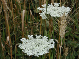 Queen Anne's Lace/200308011105 Queen Anne's Lace (Daucus carota L.) - Manitoulin Island.jpg