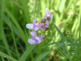 Beach Pea/200307057730 Beach Pea - Manitoulin Island.jpg