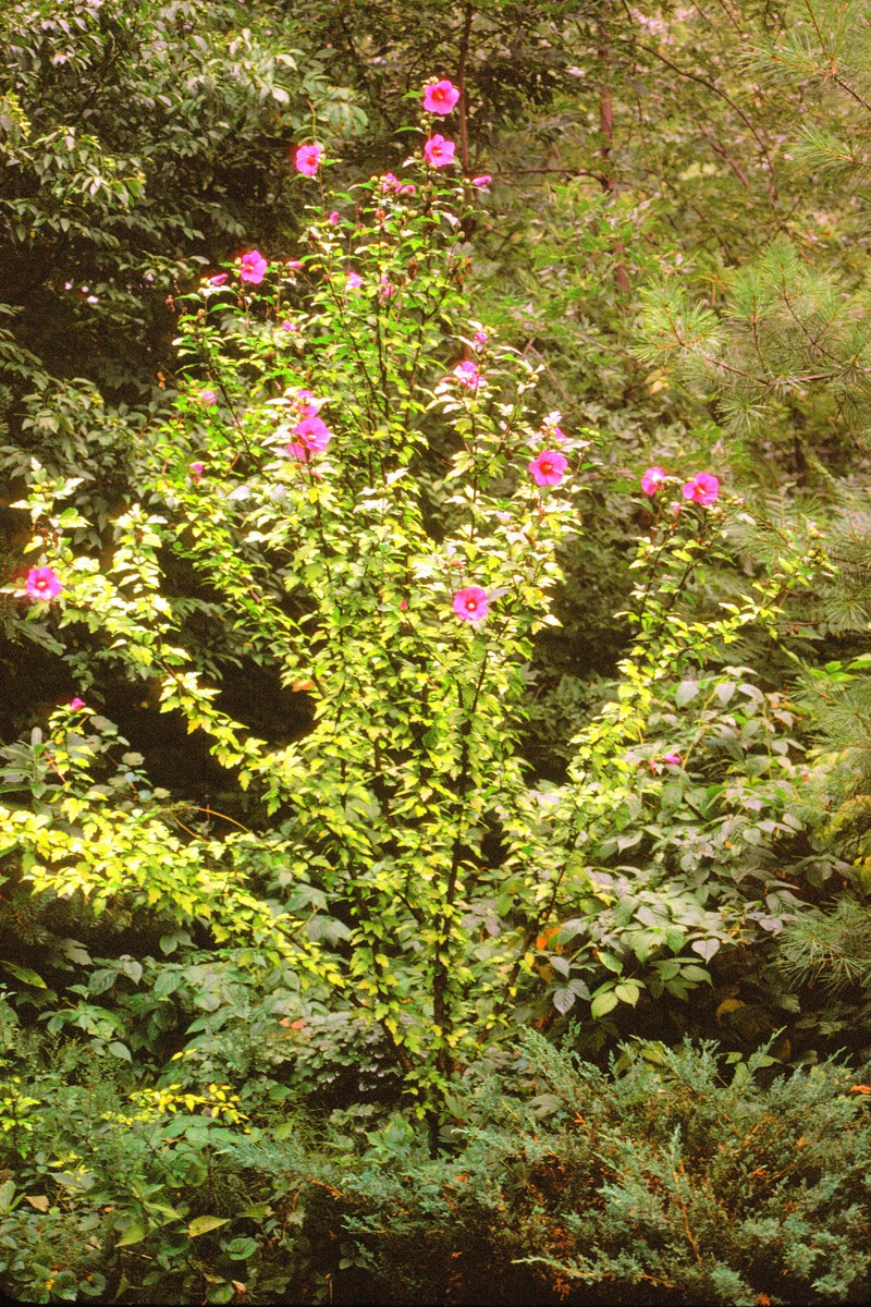 197509P01 Rose of Sharon (Hibiscus syriacus).jpg