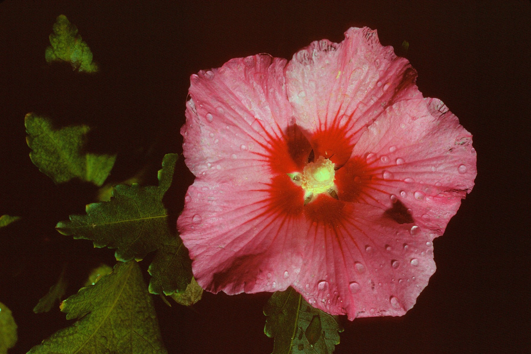 197509P02 Rose of Sharon (Hibiscus syriacus).jpg