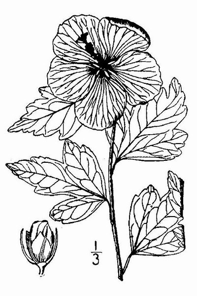 200809 Rose of Sharon (Hibiscus syriacus) - USDA Illustration.jpg