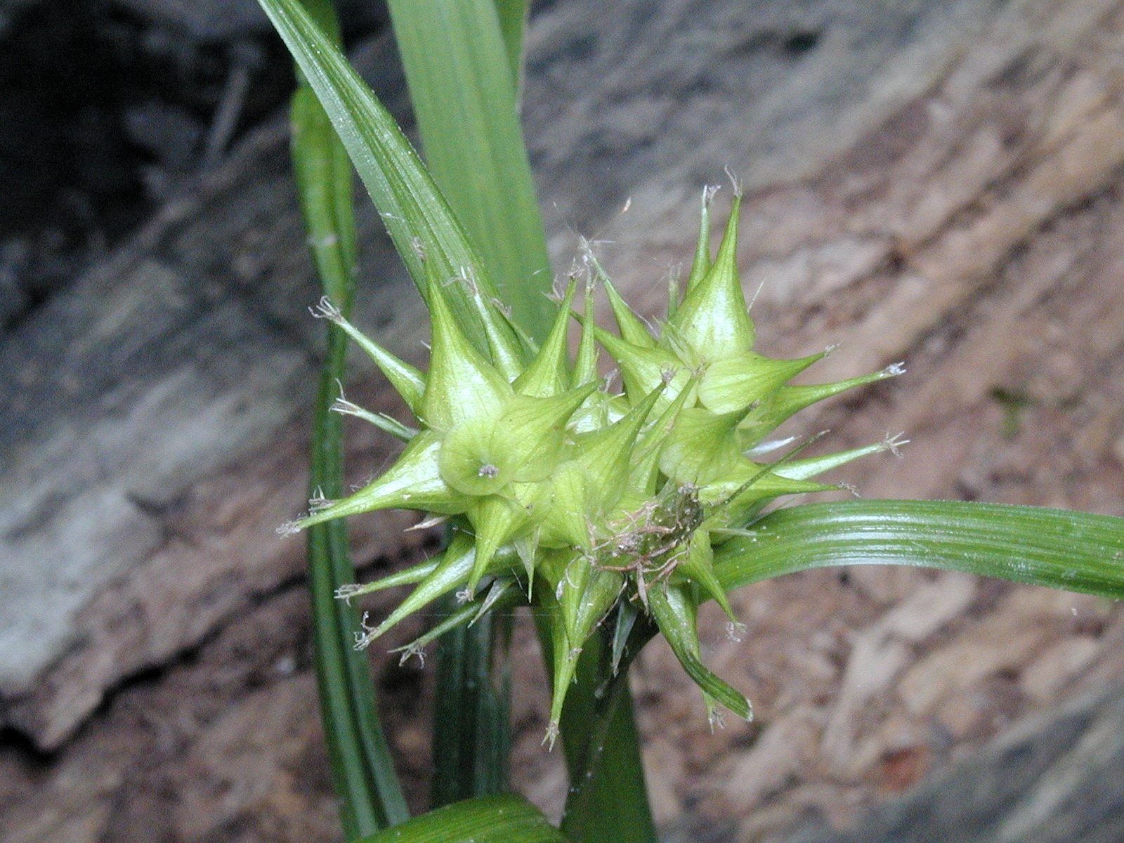 200107142491 Gray's sedge (Carex grayi) - Isabella Co.JPG