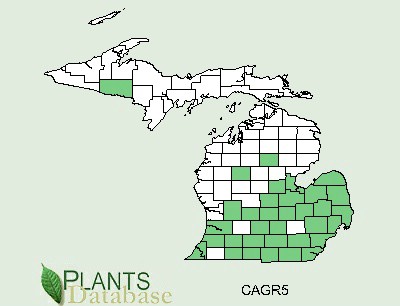 200906 Gray's sedge (Carex grayi Carey) - USDA MI Distribution.jpg