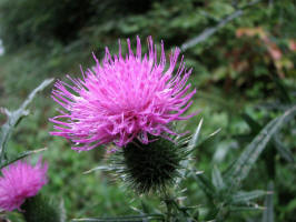 Bull Thistle/20070819173913 Bull Thistle (Cirsium vulgare) - Oakland Co.JPG