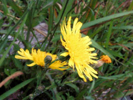 Sowthistle/200007280887 Smooth Sowthistle  - on the beach.jpg