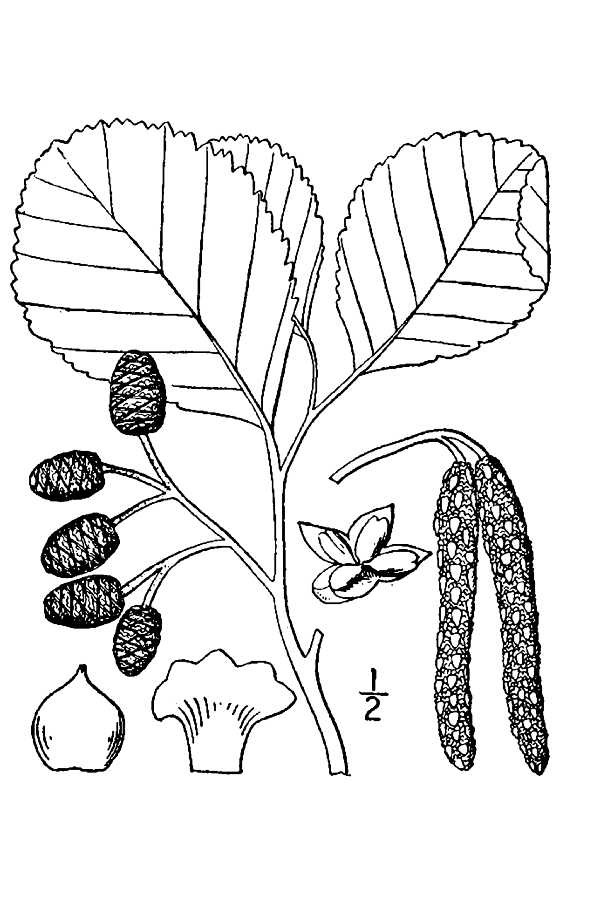 201501 European aka Black Alder (Alnus glutinosa)  - USDA Illustration.jpg