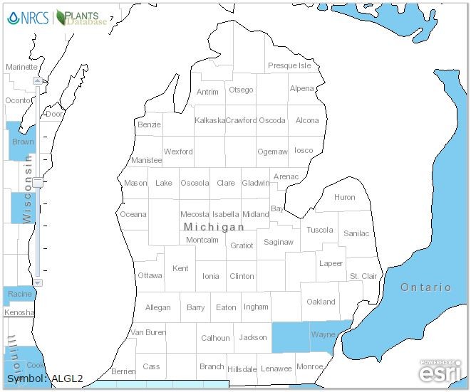 201501 European aka Black Alder (Alnus glutinosa)  - USDA MI Distribution Map.JPG