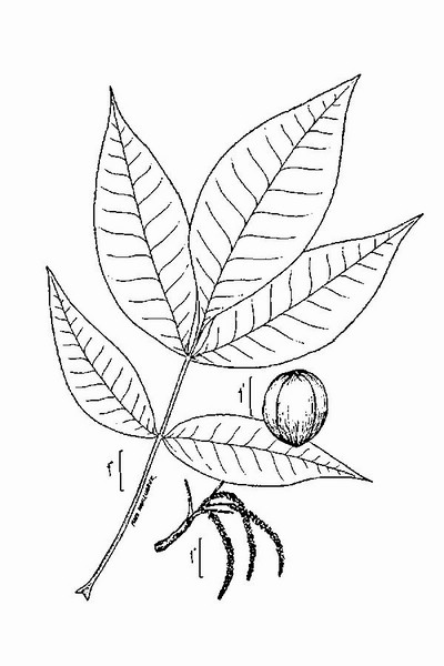 200905 Shagbark Hickory (Carya ovata) - USDA Illustration.jpg