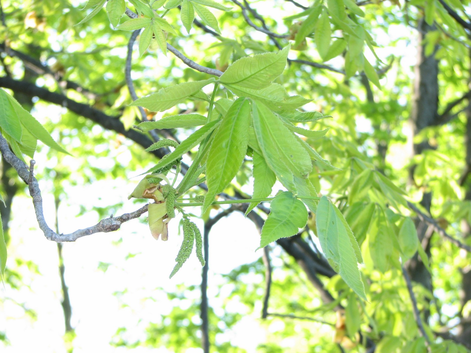 20090520182102 Shagbark Hickory (Carya Ovata) - Macomb Co.JPG