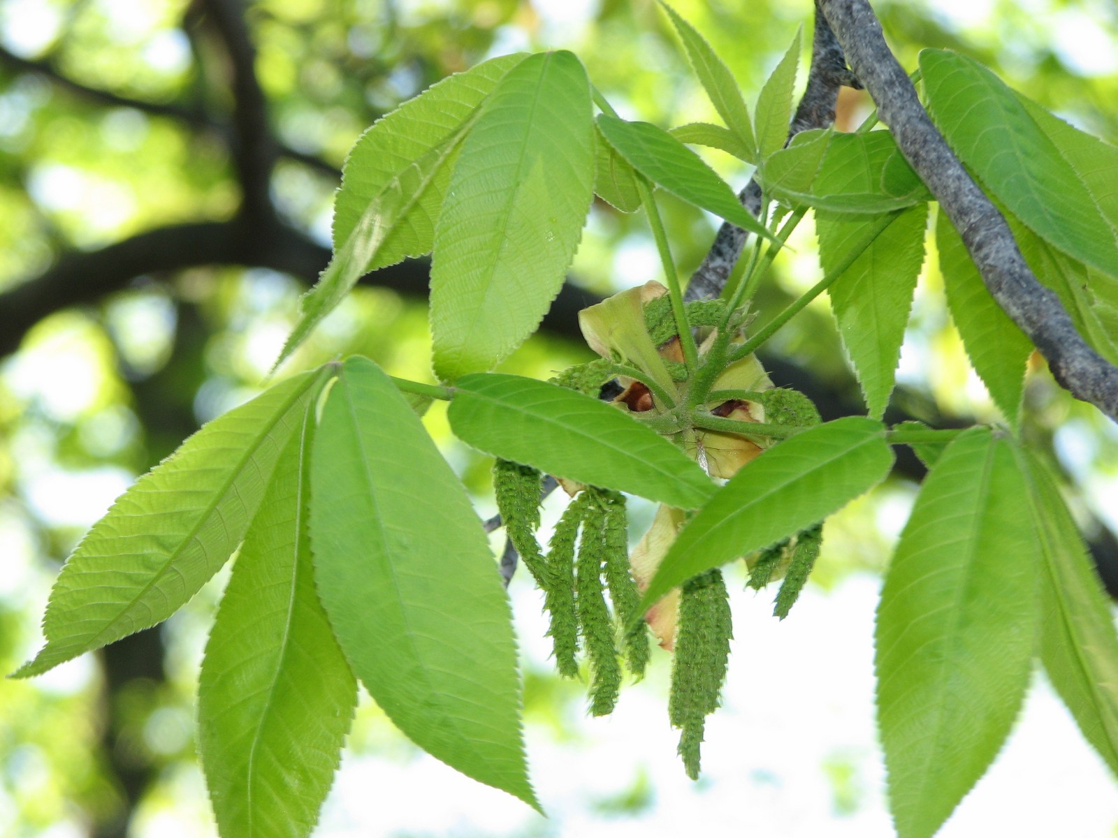 20090520182103 Shagbark Hickory (Carya Ovata) - Macomb Co.JPG