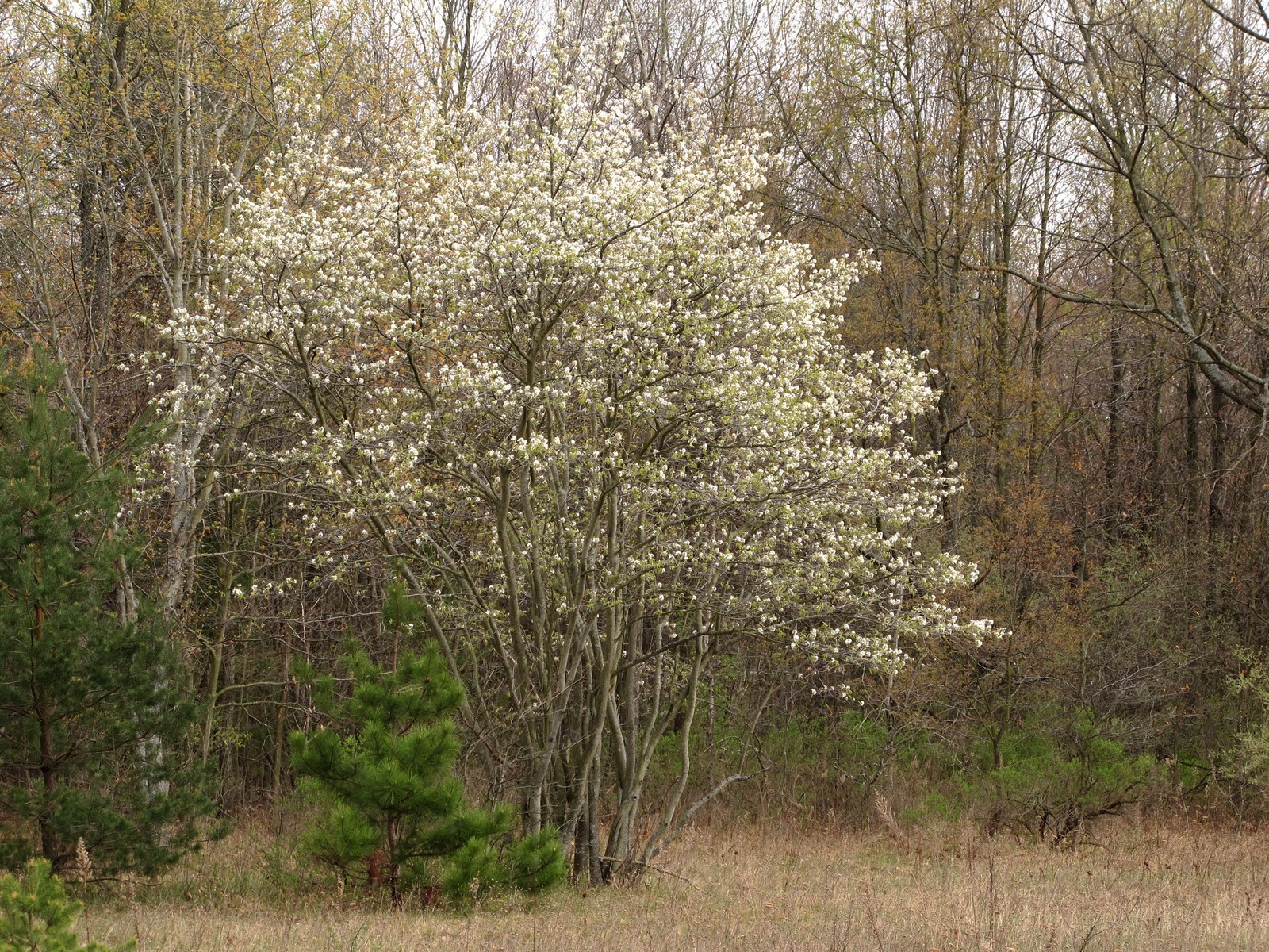 20100418164003 Downy Serviceberry or Juneberry (Amelanchier arborea) - Bald Mountain RA.JPG