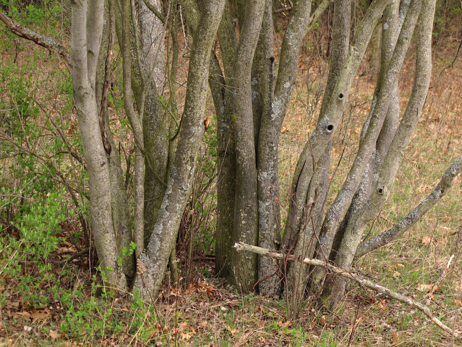 20100418164106 Downy Serviceberry or Juneberry (Amelanchier arborea) - Bald Mountain RA.JPG