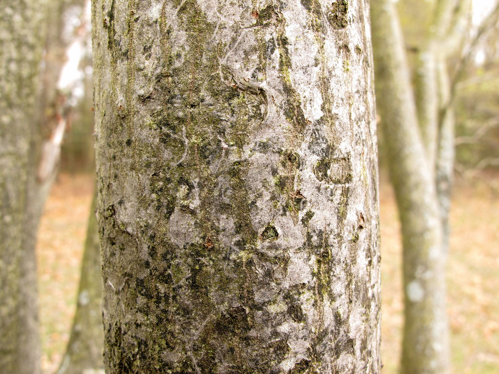 20100418164425 Downy Serviceberry or Juneberry (Amelanchier arborea) - Bald Mountain RA.JPG