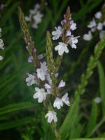 Narrow-leaved Vervain/200308031131 Narrow-Leaved Vervain (Verbena simplex) - Misery Bay N.P.jpg