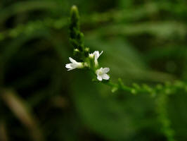 White Vervain/200508148964 White Vervain (Verbena urticifolia L) - Oakland Co.jpg