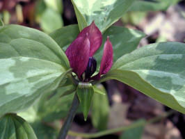 Trillium sessile/200005050932_purple_Trillium_sessile.jpg