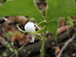 Trillium cernuum/200305240270 Nodding Trillium (Trillium cernuum) - Mt Pleasant.jpg