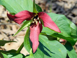 Trillium erectum/200104250222 Purple Trillium (erectum) - Orchard Lake.jpg