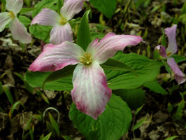 Trillium grandiflorum/200505285833 Snow Trillium (Trillium grandiflorum) - Bob's Lot.jpg