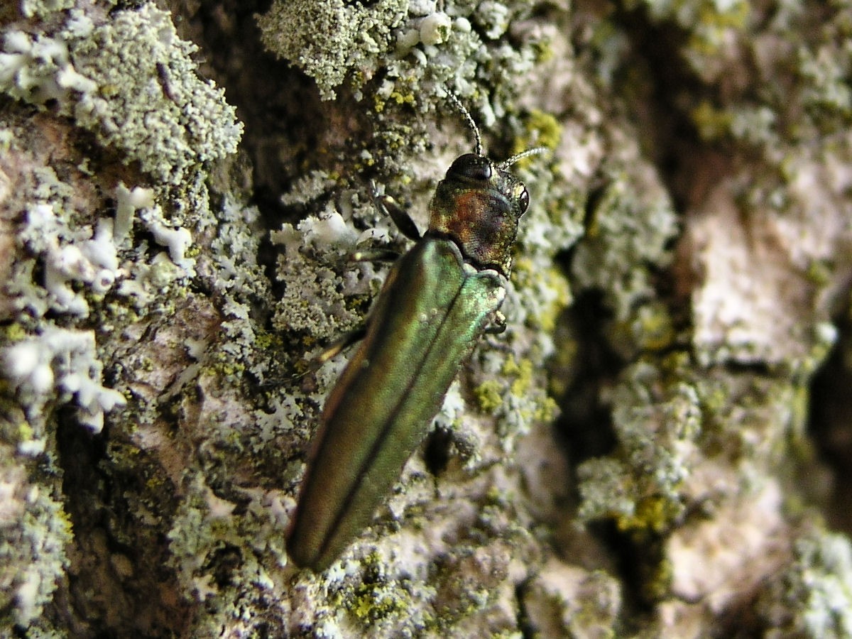 200507157517 Emerald Ash Borer (Agrilus planipennis Fairmaire) - Oakland Co.jpg