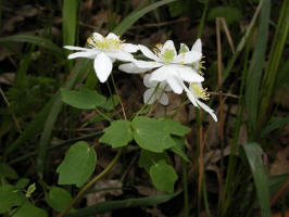 ../Meadow-Rue/Rue-anemone/200205140357 Rue-anemone (Anemonella thalictroides) - Chelsea.jpg