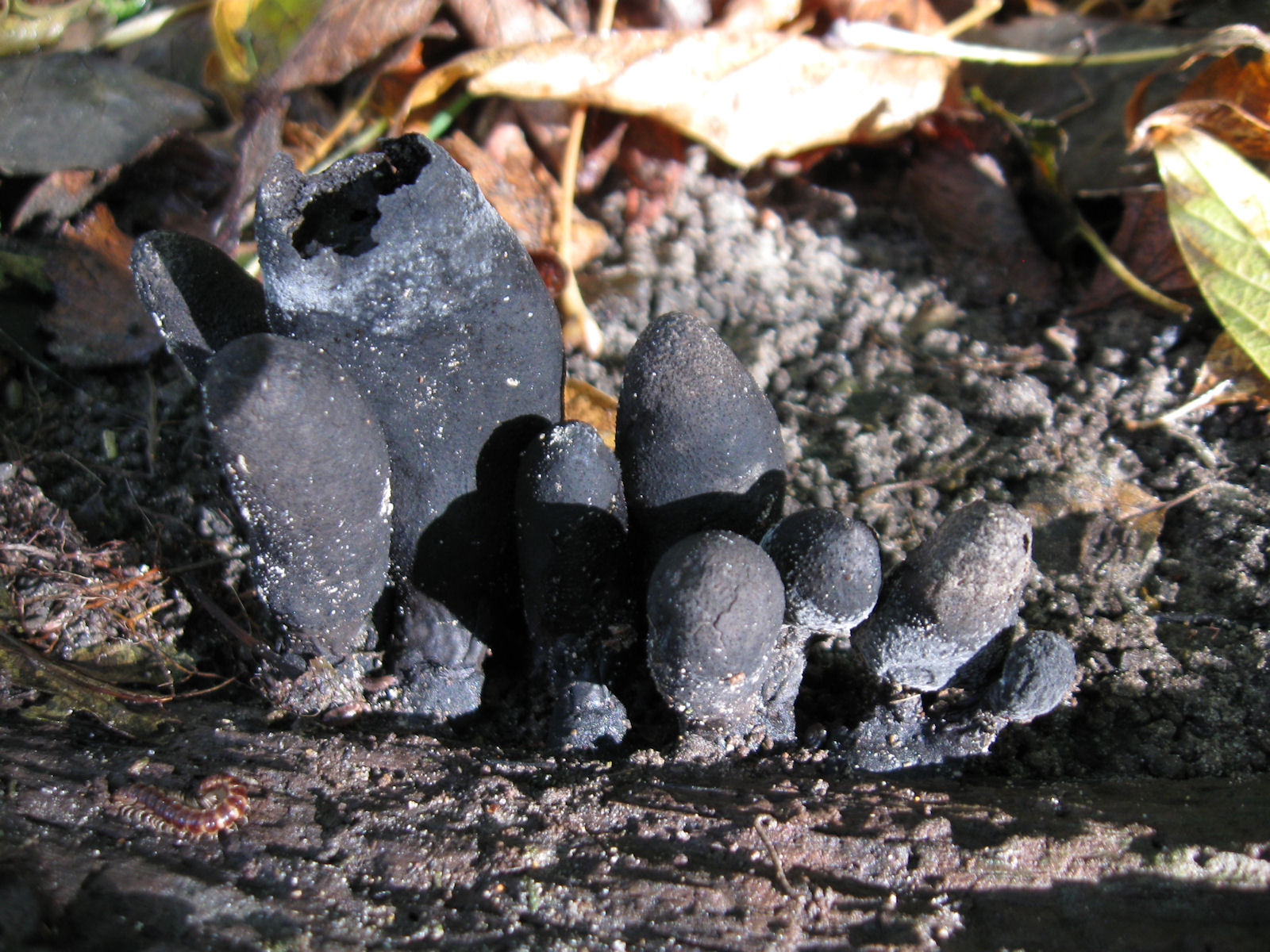 20091003154105 Black old woody mushrooms - Oakland Co.JPG