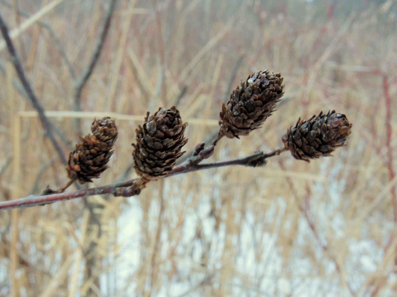 201501241621032 European aka Black Alder (Alnus glutinosa)  - Bald Mountain RA, Oakland Co, MI.JPG