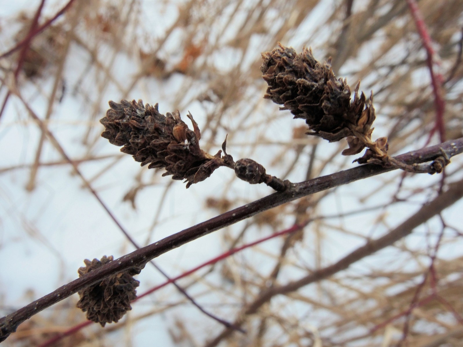 201501241622036 European aka Black Alder (Alnus glutinosa)  - Bald Mountain RA, Oakland Co, MI.JPG